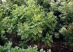 Koelreuteria paniculata