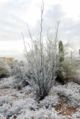 Ocotillo covered with rare snow in Tucson
