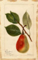 'Summer Beauty' pear - watercolor 1893
