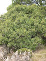 Thumbnail for version as of 12:43, 26 August 2007