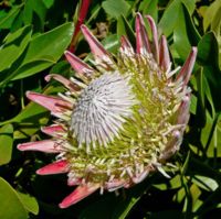 Inflorescence of Protea cynaroides