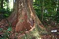 Red Cedar, Mount Keira, Illawarra, NSW