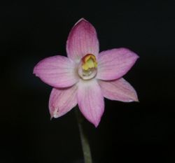Salmon Sun orchid (Thelymitra rubra) clearly showing the mitra