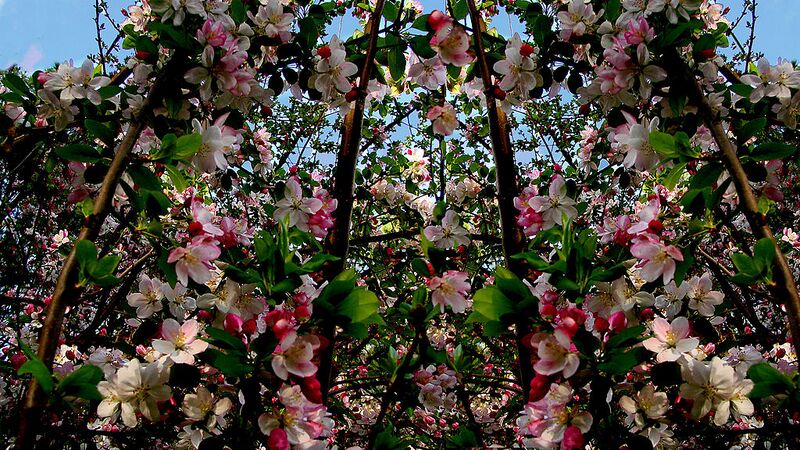 File:1024px-Crabapple.jpg