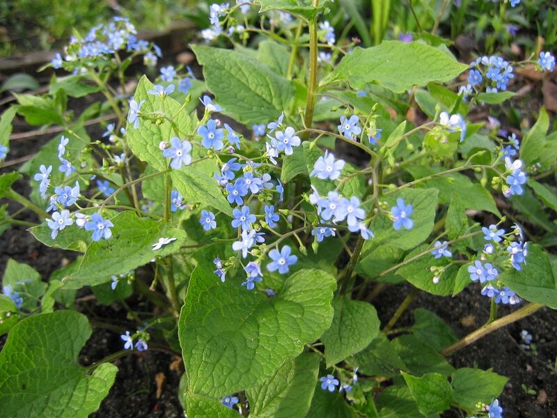 File:1280px-Brunnera macrophylla.jpg