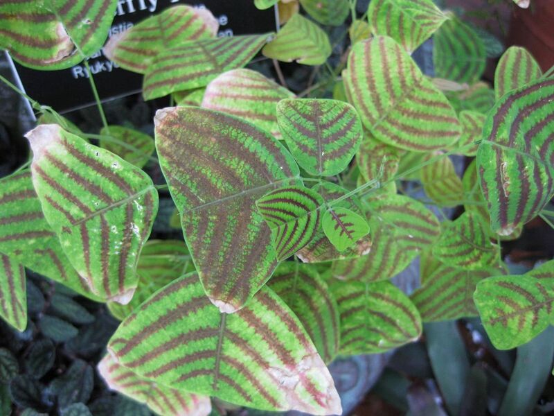 File:1280px-IMG 0971 bbg09.jpg