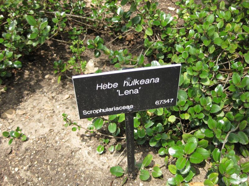 File:1280px-IMG 4486 hunt0904.jpg