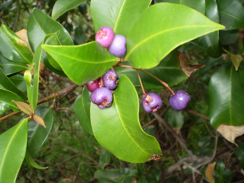 File:1280px-Syzygium oleosum fruit1.JPG
