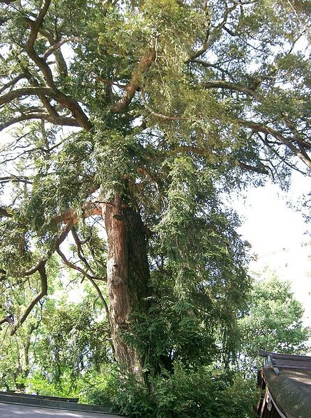 File:571px-Torreya nucifera1.jpg