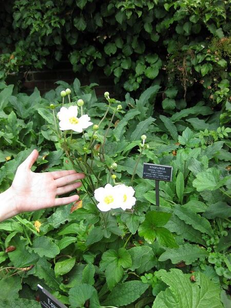 File:576px-IMG 0665 bbg09.jpg