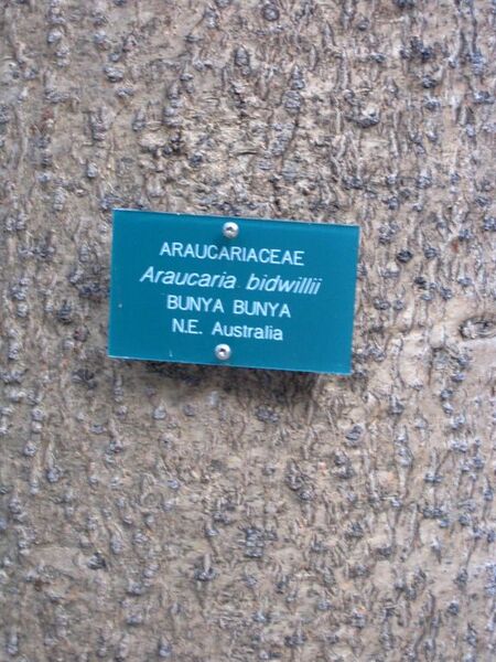 File:576px-IMG 2618 ucla09.jpg