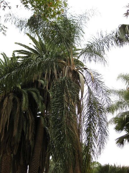 File:576px-IMG 3975 hunt0904.jpg