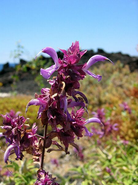 File:576px-Salvia canariensis.jpg