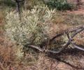 Banksia attenuata resprouting after fire