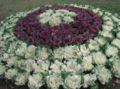 Decorative cabbage garden