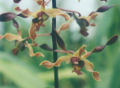Dendrobium Mini Brown (a man-made hybrid)
