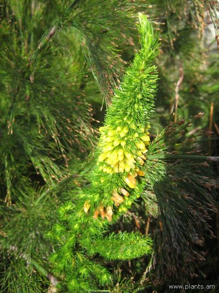 File:Erica patersonia-mielie heath-IMG 7541 sfbg0308.jpg