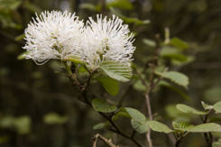 Flowers of Fothergilla major (Witch alder)