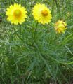 Xerochrysum bracteatum