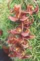 Thumbnail for version as of 09:13, 9 July 2007