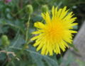 Sonchus arvensis