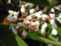 Shell Ginger (flowers)