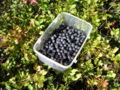 Bilberry fruit