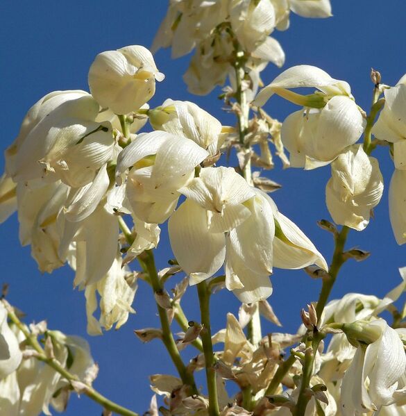 File:1000px-Yucca elata 1.jpg