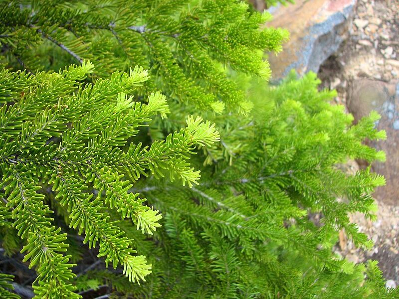 File:1024px-Abies lasiocarpa bifolia foliage.jpg
