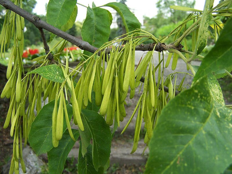 File:1024px-Fraxinus pensylvanica a1.jpg