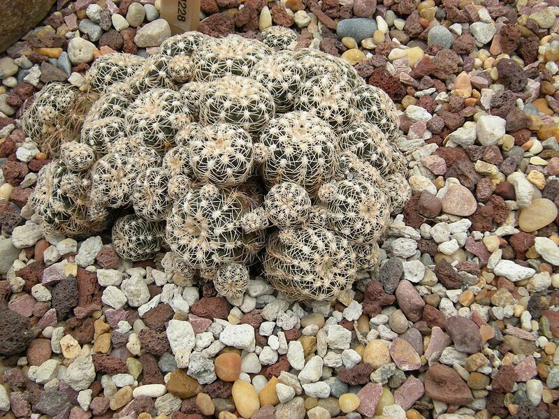 File:1024px-Gymnocalycium bruchii c-1228 - 01.jpg
