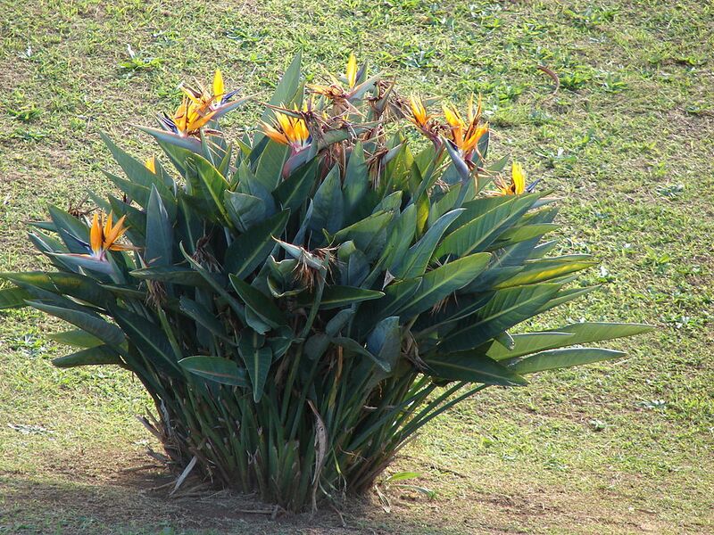 File:1024px-Starr 061224-2882 Strelitzia reginae.jpg