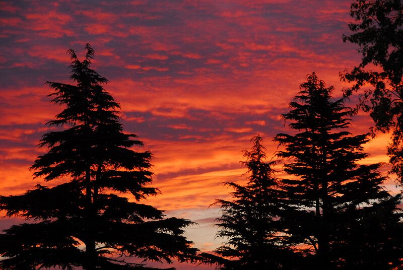 File:1280px-Deodar sunrise.JPG