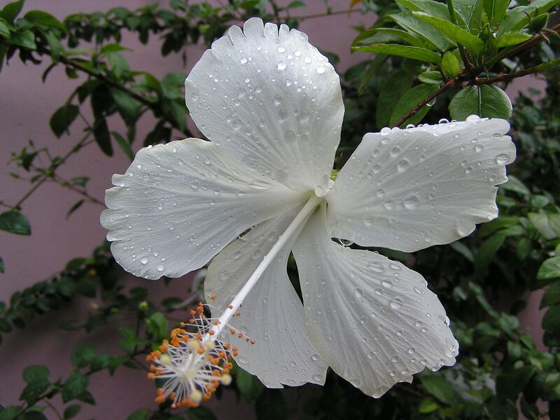 File:1280px-Hibiskusblüte bei Vinales, Kuba.jpg