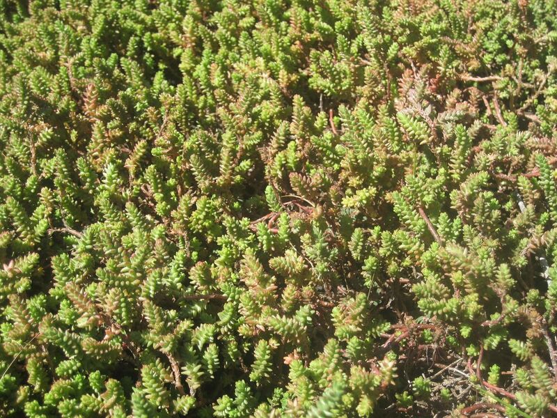 File:1280px-IMG 2153 hunt0903.jpg