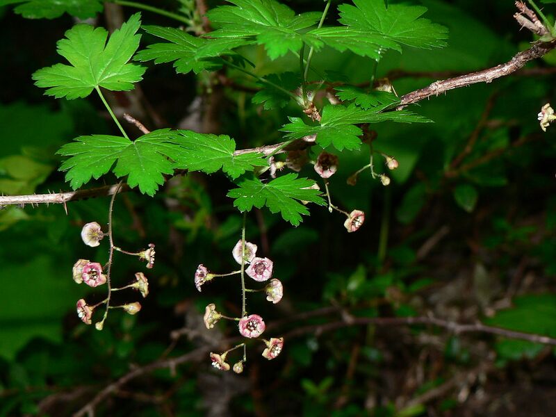 File:1280px-Ribes lacustre 15362.JPG