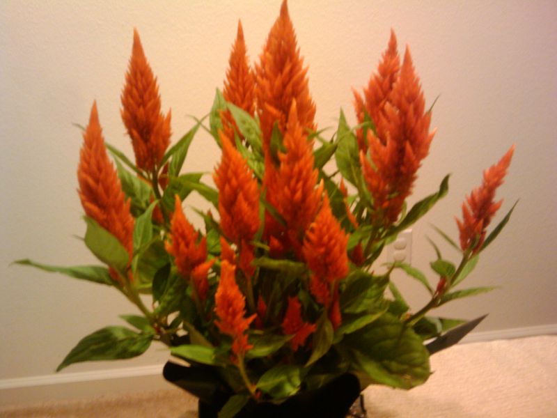 File:2009-10-02 19.57.23.jpg