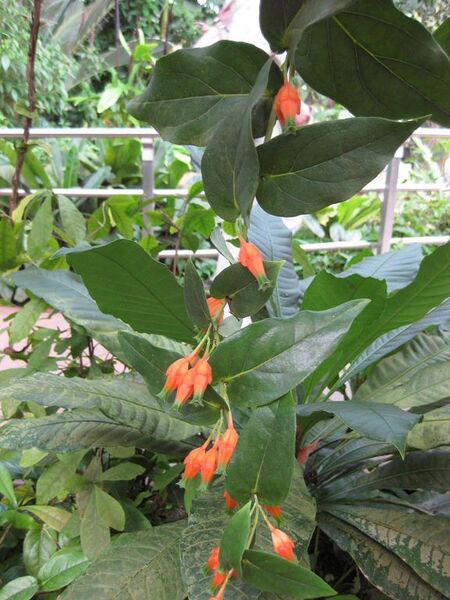 File:576px-IMG 1715 hunt09oct.jpg