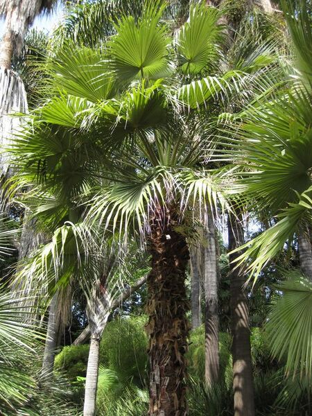 File:576px-IMG 4136 hunt0904.jpg