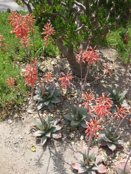 File:576px-IMG 4319 hunt0904.jpg