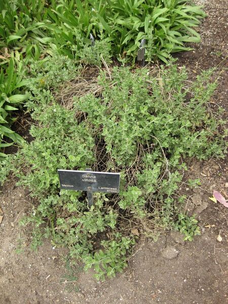 File:576px-IMG 5087 hunt0904.jpg