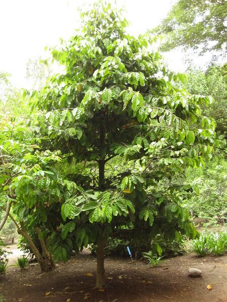 File:576px-IMG 7046 hunt09jun.jpg