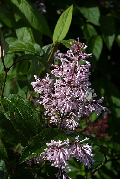 File:685px-Syringa prestoniae A.jpg