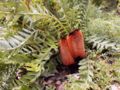 A prostrate species, Banksia blechnifolia with unusual twin buds