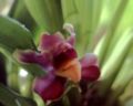 Bollea lalindei