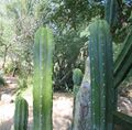 Echinopsis pachanoi