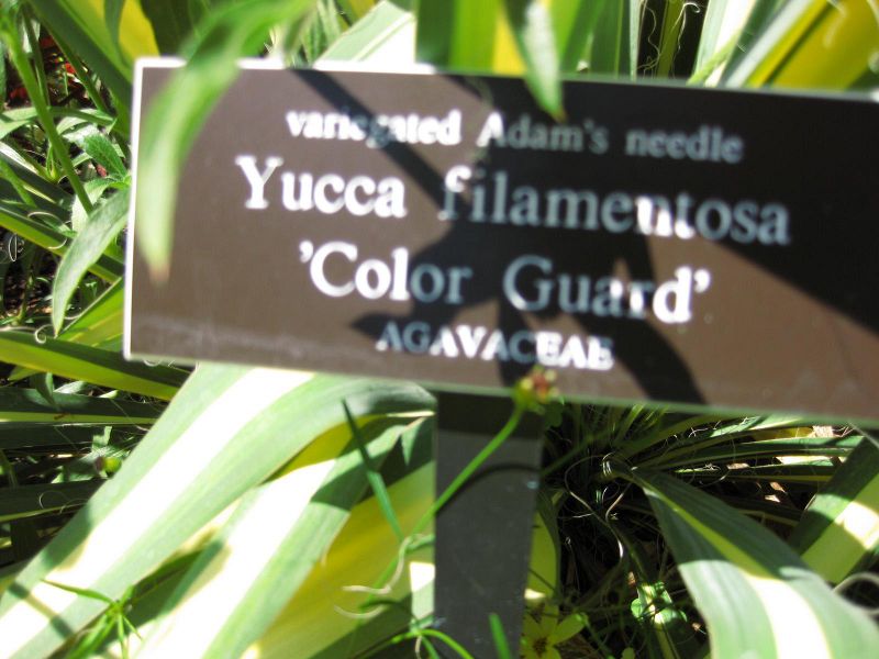 File:IMG 0116 nybg09.jpg