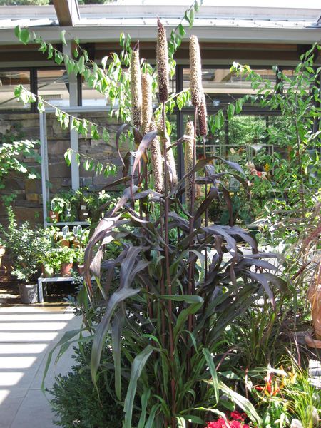 File:IMG 0335 nybg09.jpg