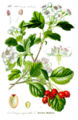 Botanical drawing of Crataegus laevigata