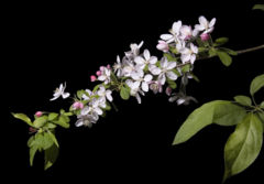 Malus sargentii flowers